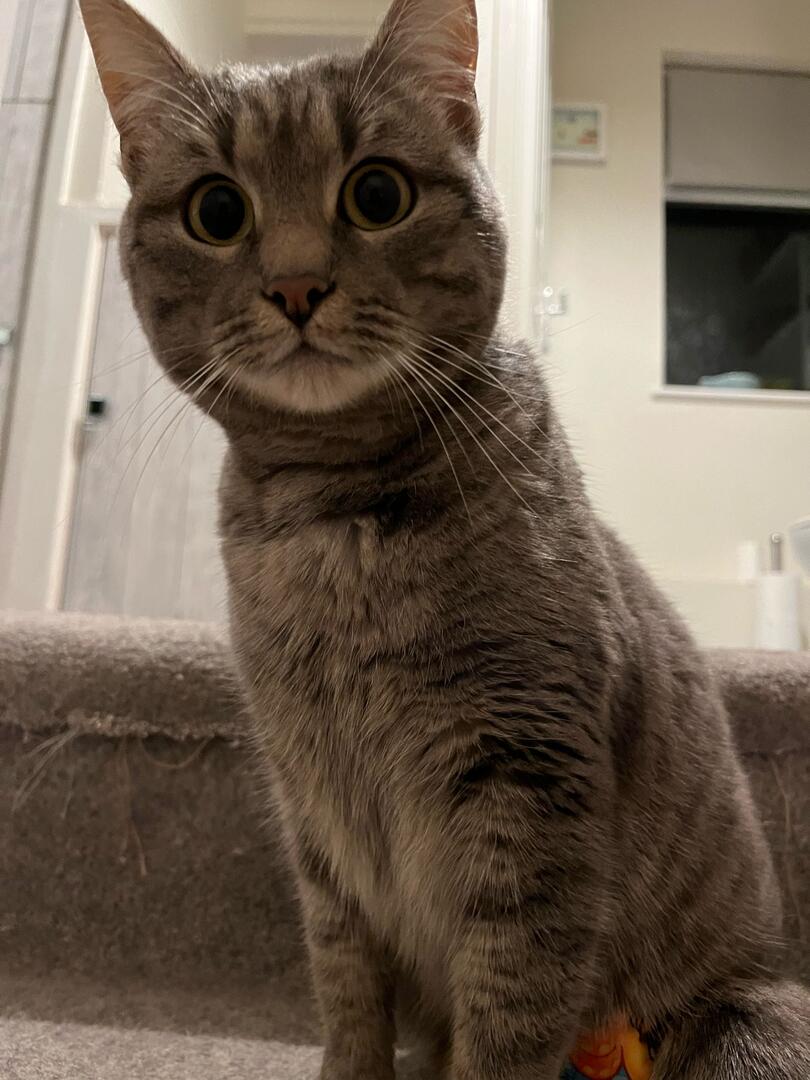 bideford cattery north devon